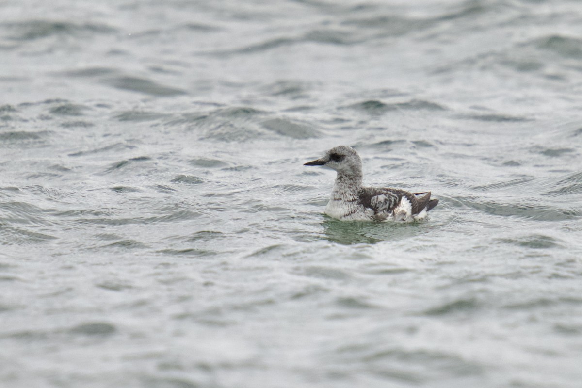 Black Guillemot - Jason hs