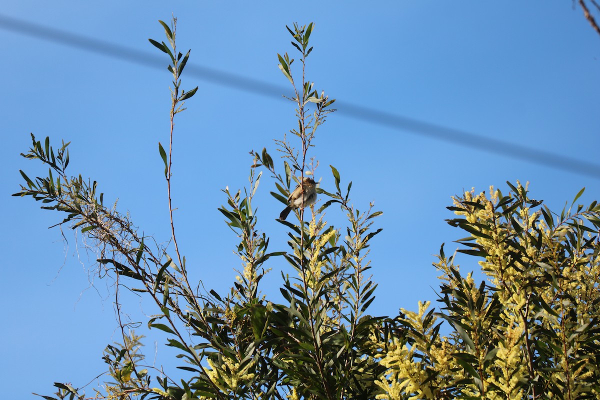 Golden-headed Cisticola - ML622337356