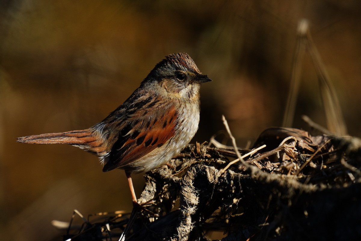 Swamp Sparrow - ML622337399