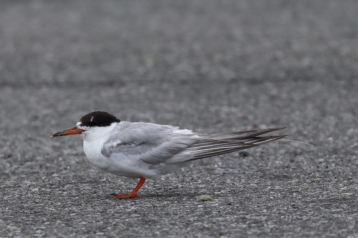 Forster's Tern - ML622337414