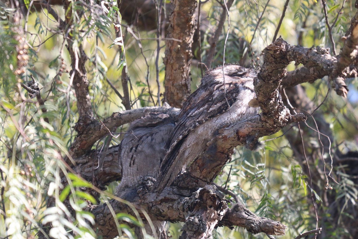 Tawny Frogmouth - ML622337415