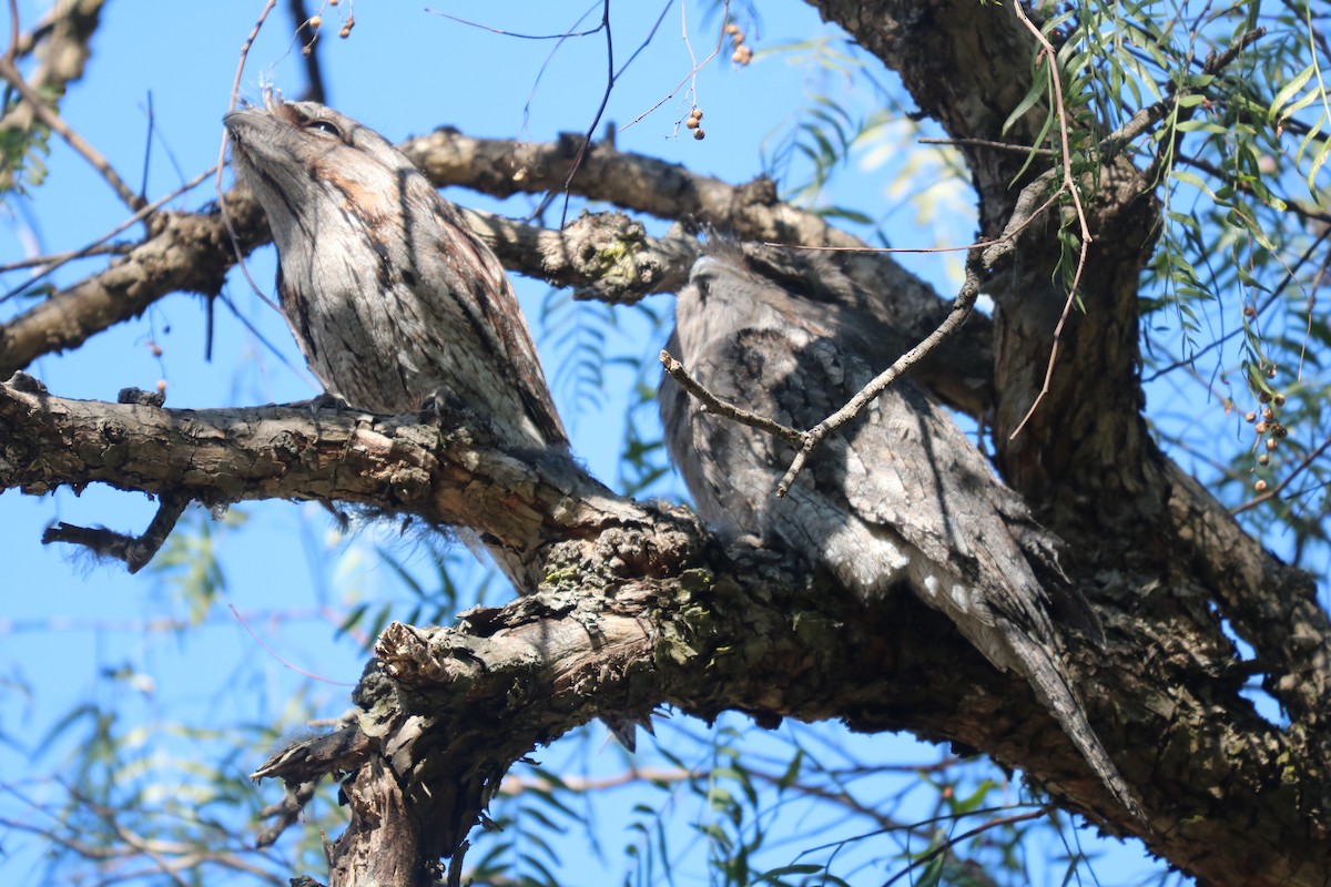 Tawny Frogmouth - ML622337416