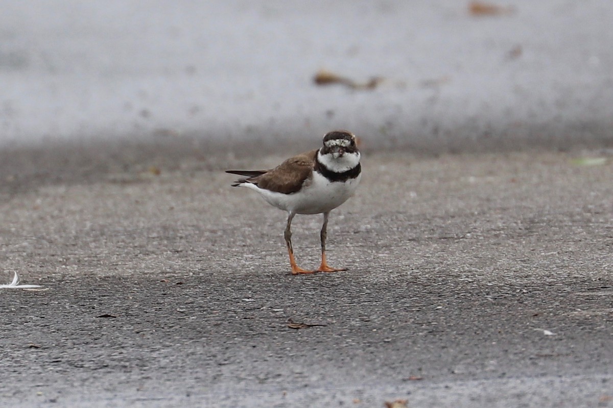 Semipalmated Plover - ML622337458