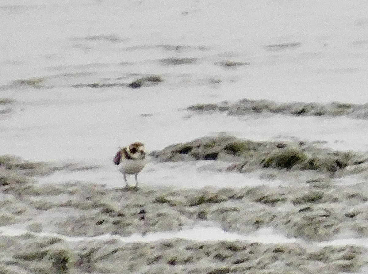 Semipalmated Plover - Dan Bilderback