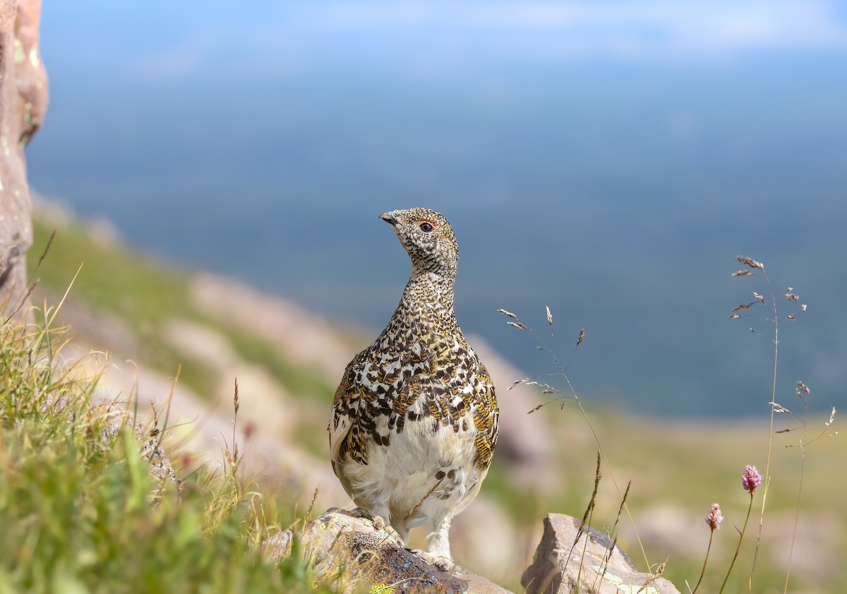 White-tailed Ptarmigan - ML622337480