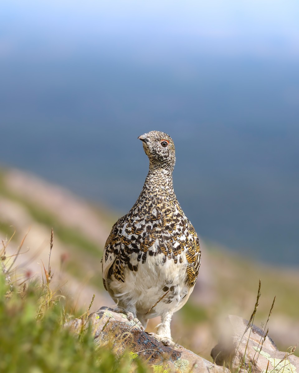 White-tailed Ptarmigan - ML622337483