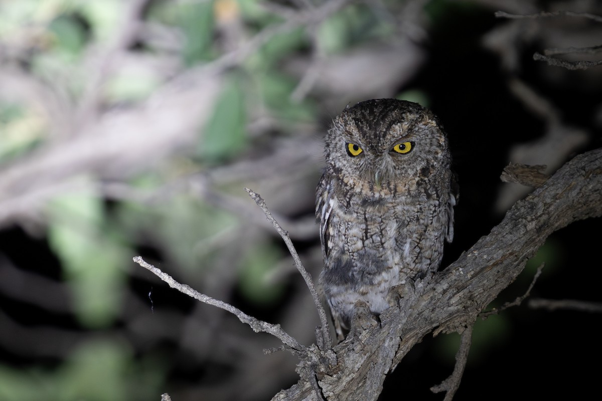 Whiskered Screech-Owl - ML622337509