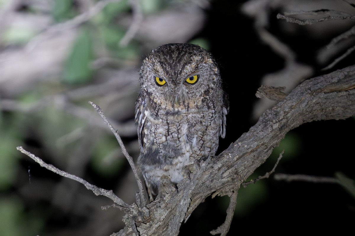 Whiskered Screech-Owl - ML622337512