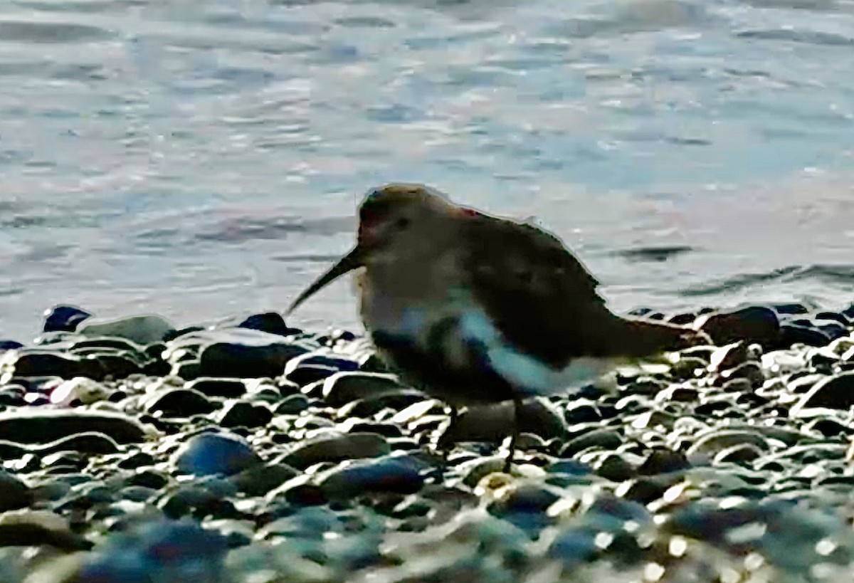 Dunlin - Dan Bilderback