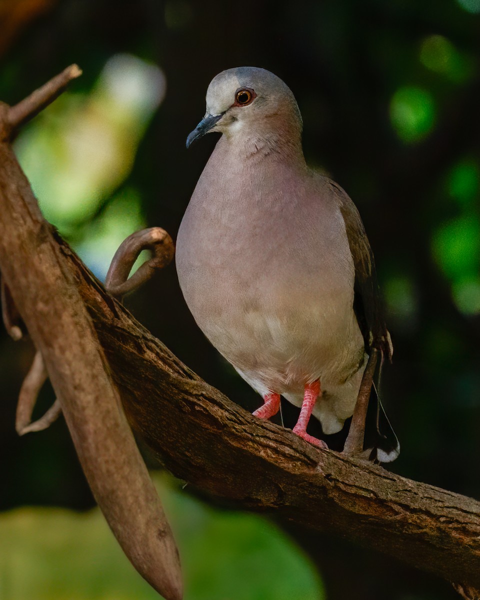 Caribbean Dove - ML622337842