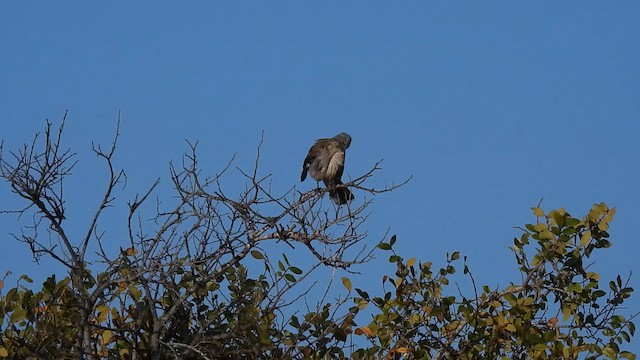 Northern Mockingbird - ML622337903