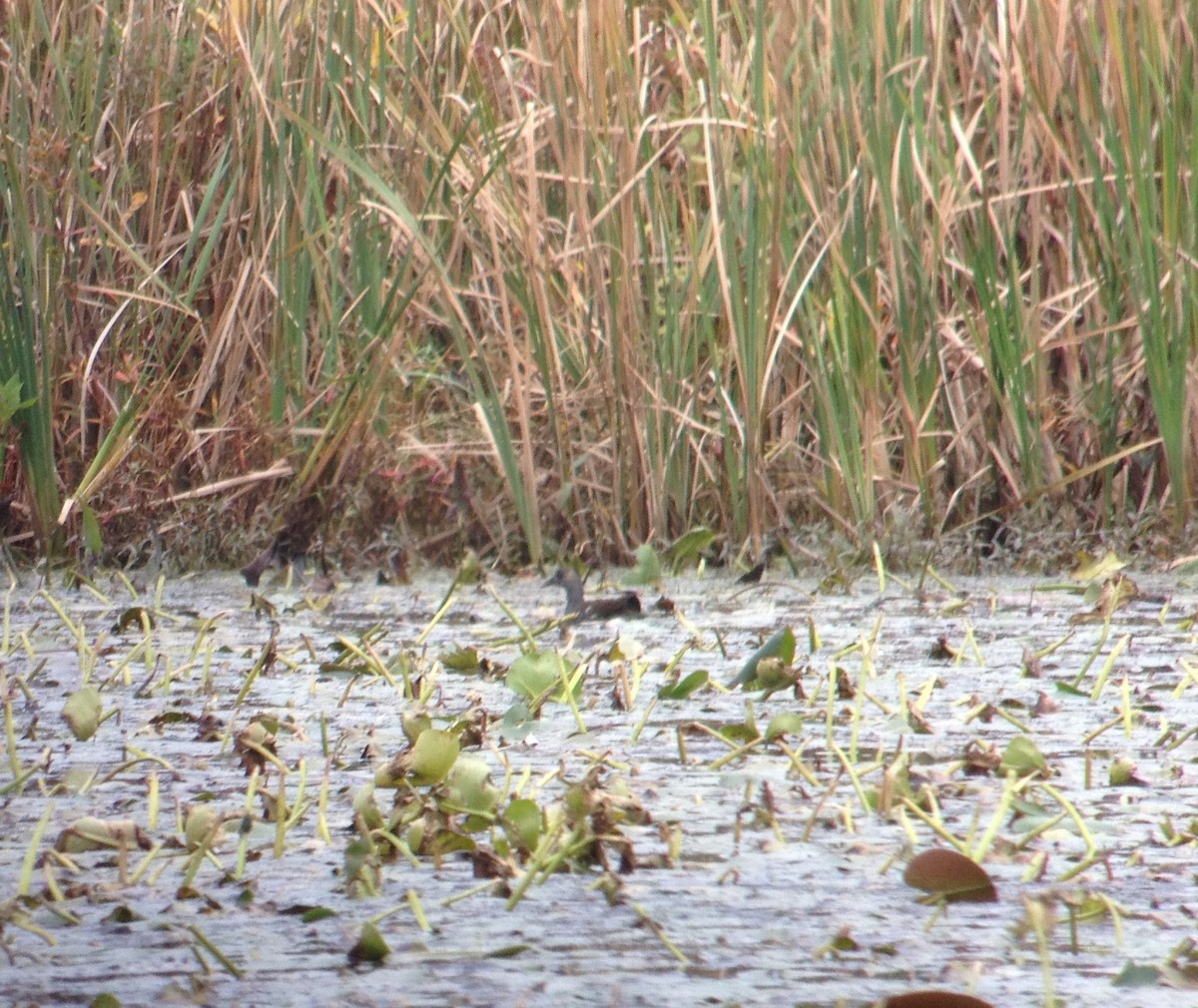 Common Gallinule - ML622337948