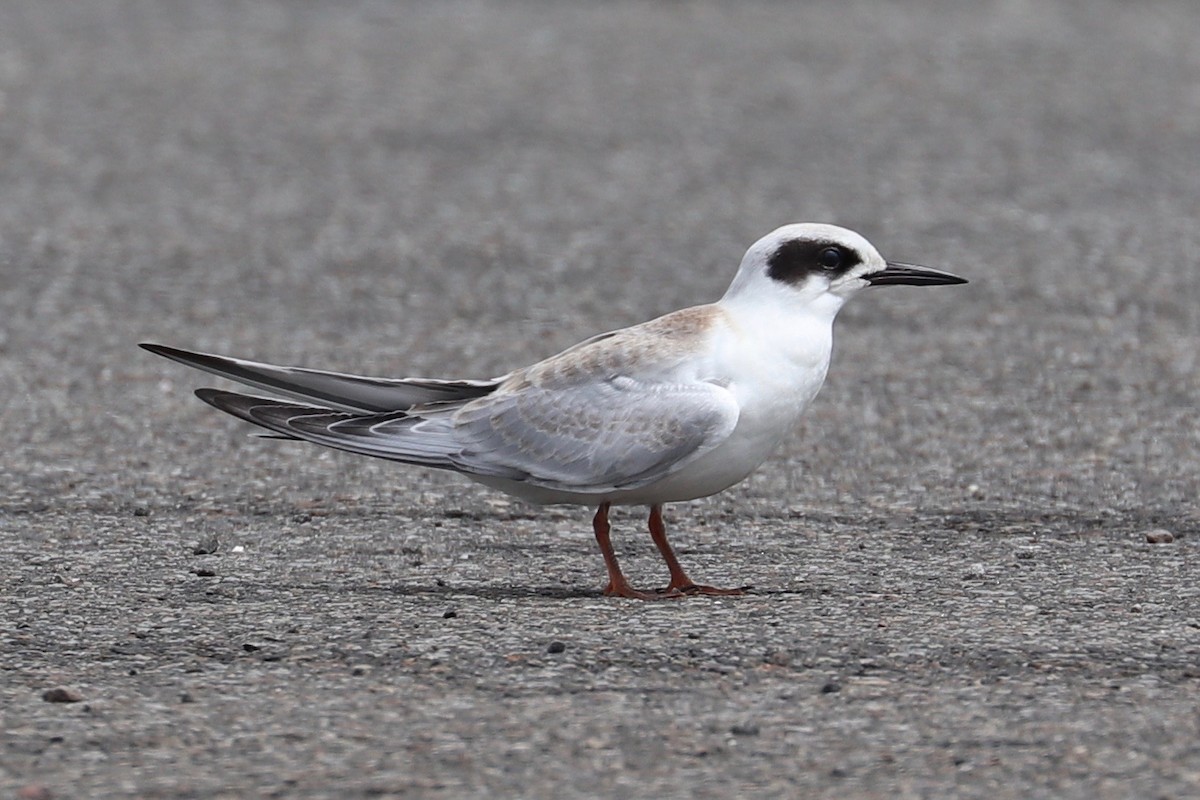 Forster's Tern - ML622337964