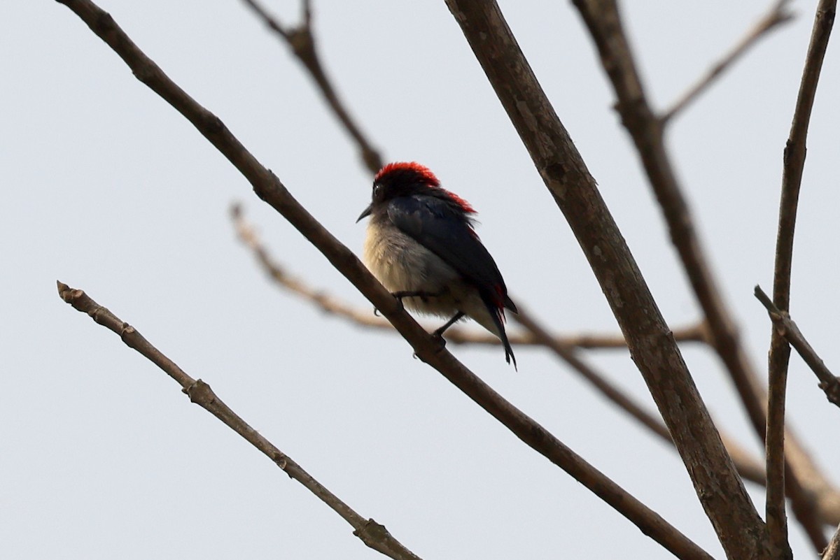 Scarlet-backed Flowerpecker - ML622337972