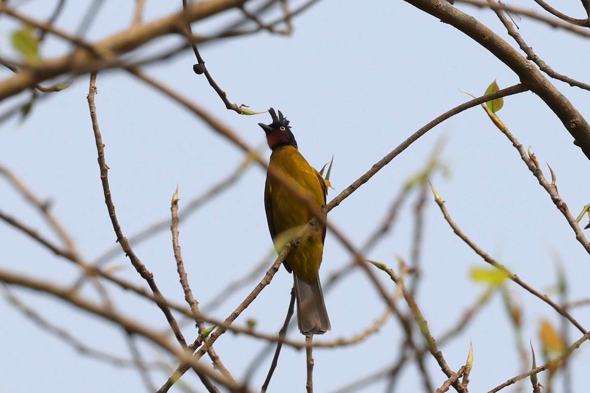 Black-crested Bulbul - ML622337980