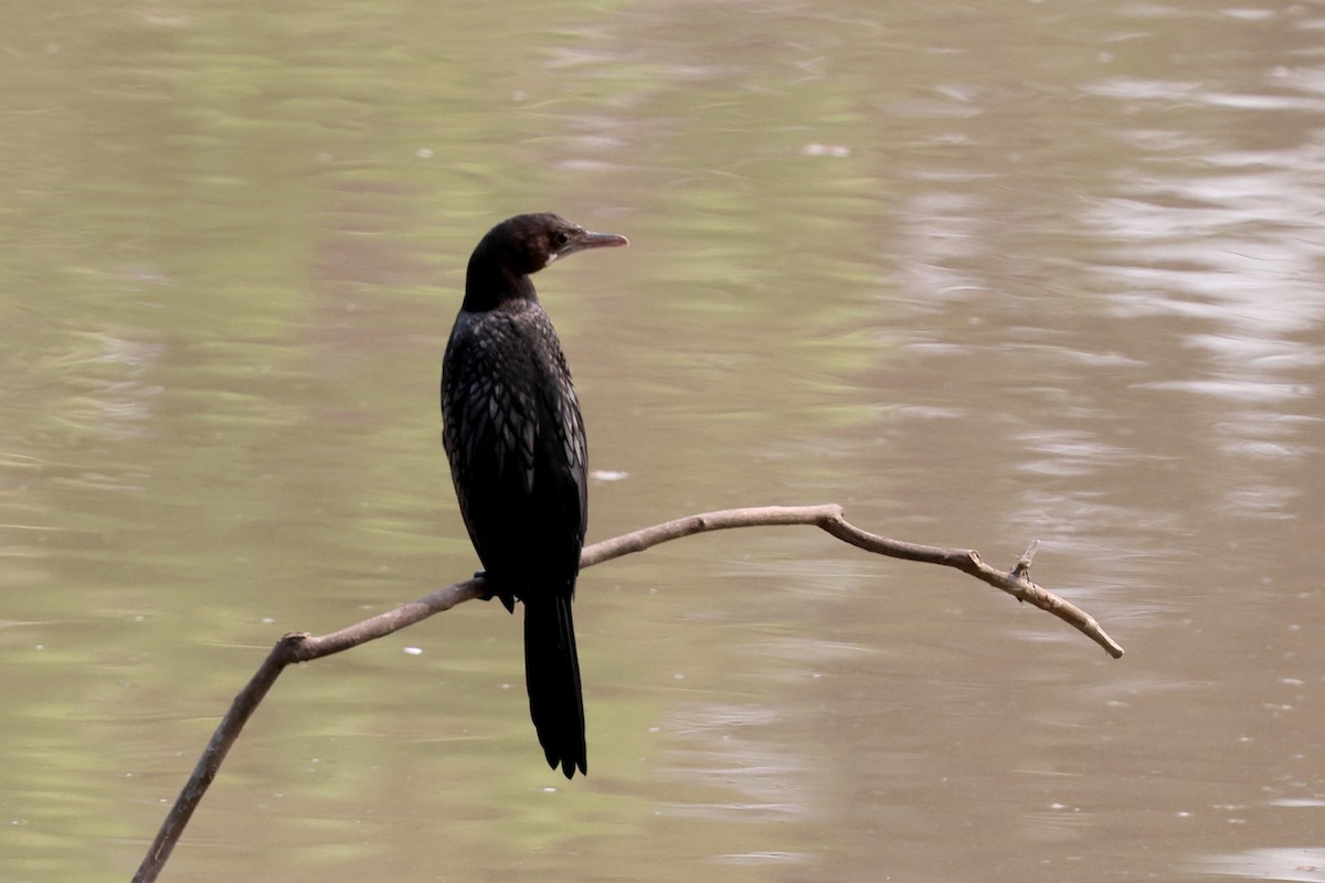 Little Cormorant - ML622337990