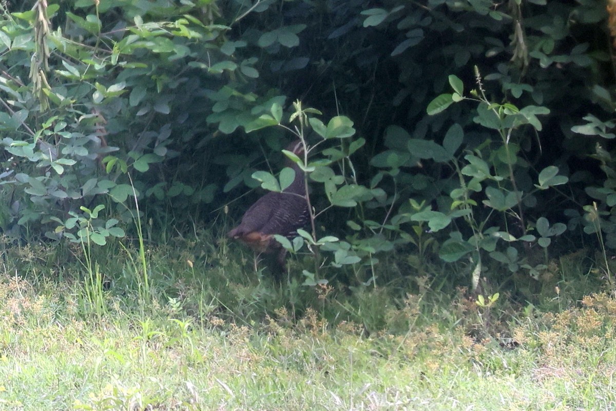 Swamp Francolin - ML622338002