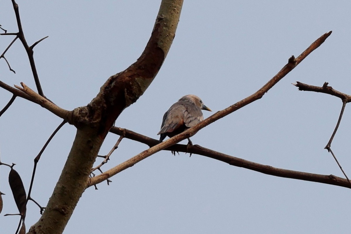 Chestnut-tailed Starling - Stephen Gast