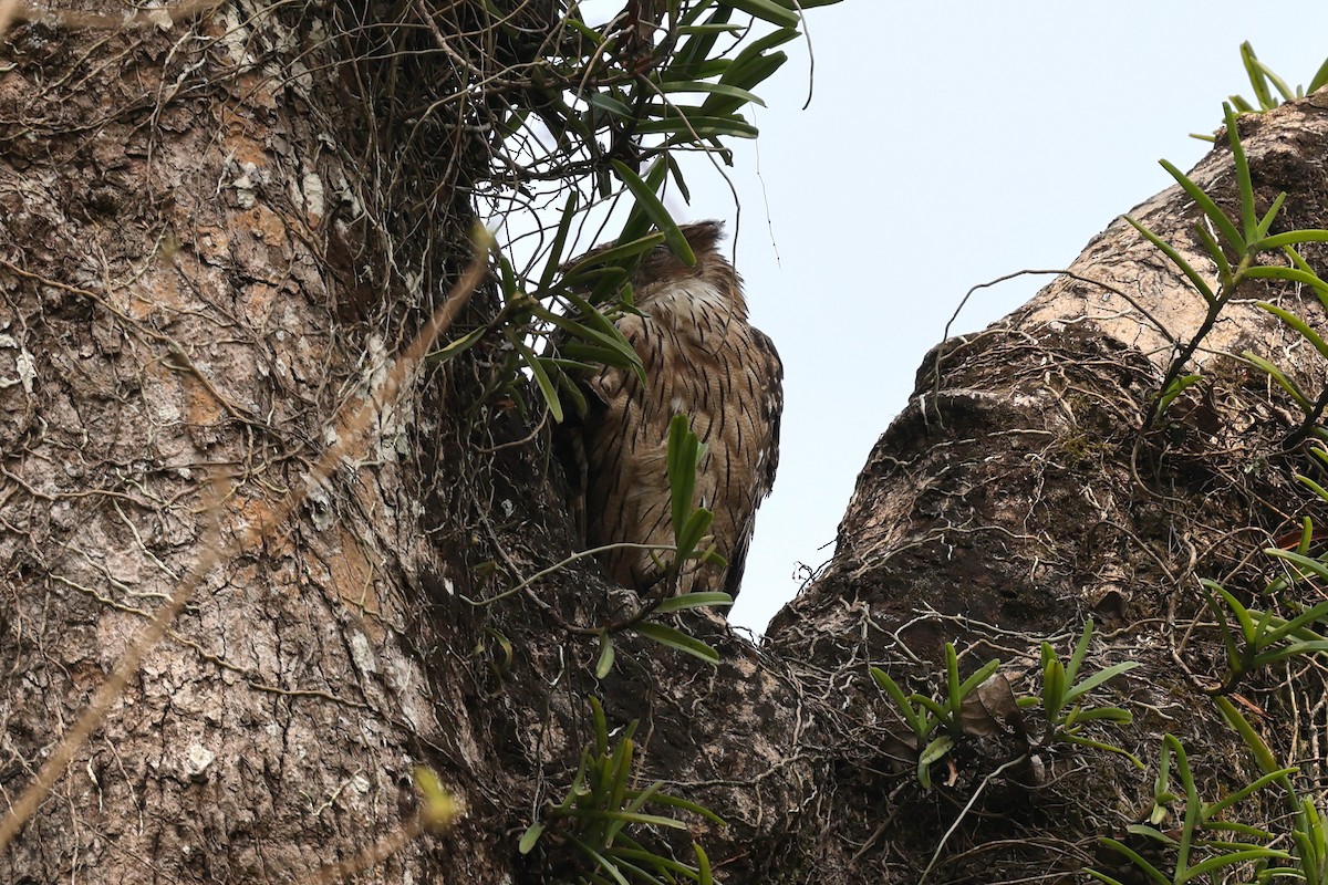 Brown Fish-Owl - ML622338031