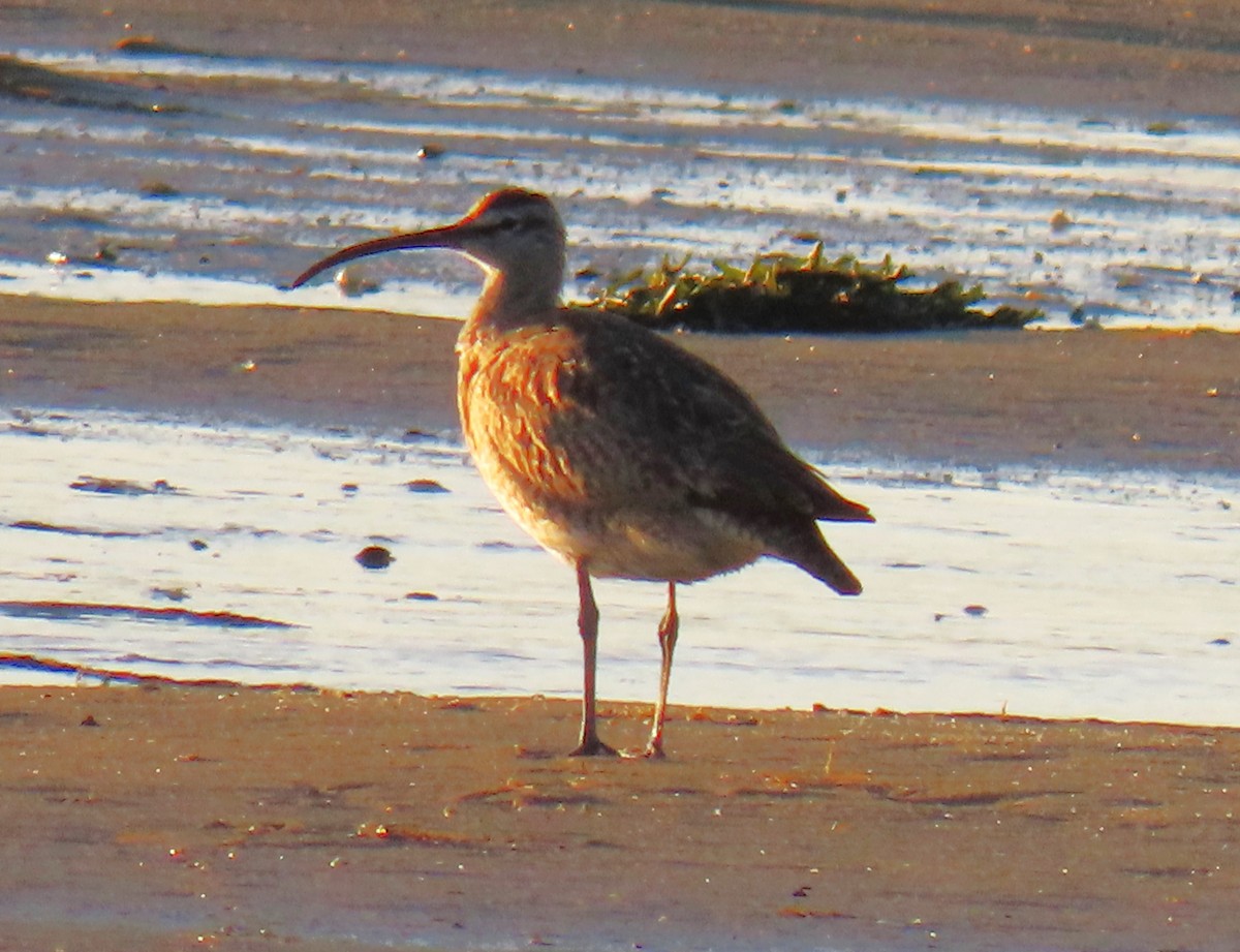 Regenbrachvogel - ML622338036