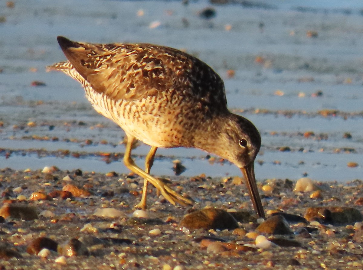 Short-billed Dowitcher - ML622338047