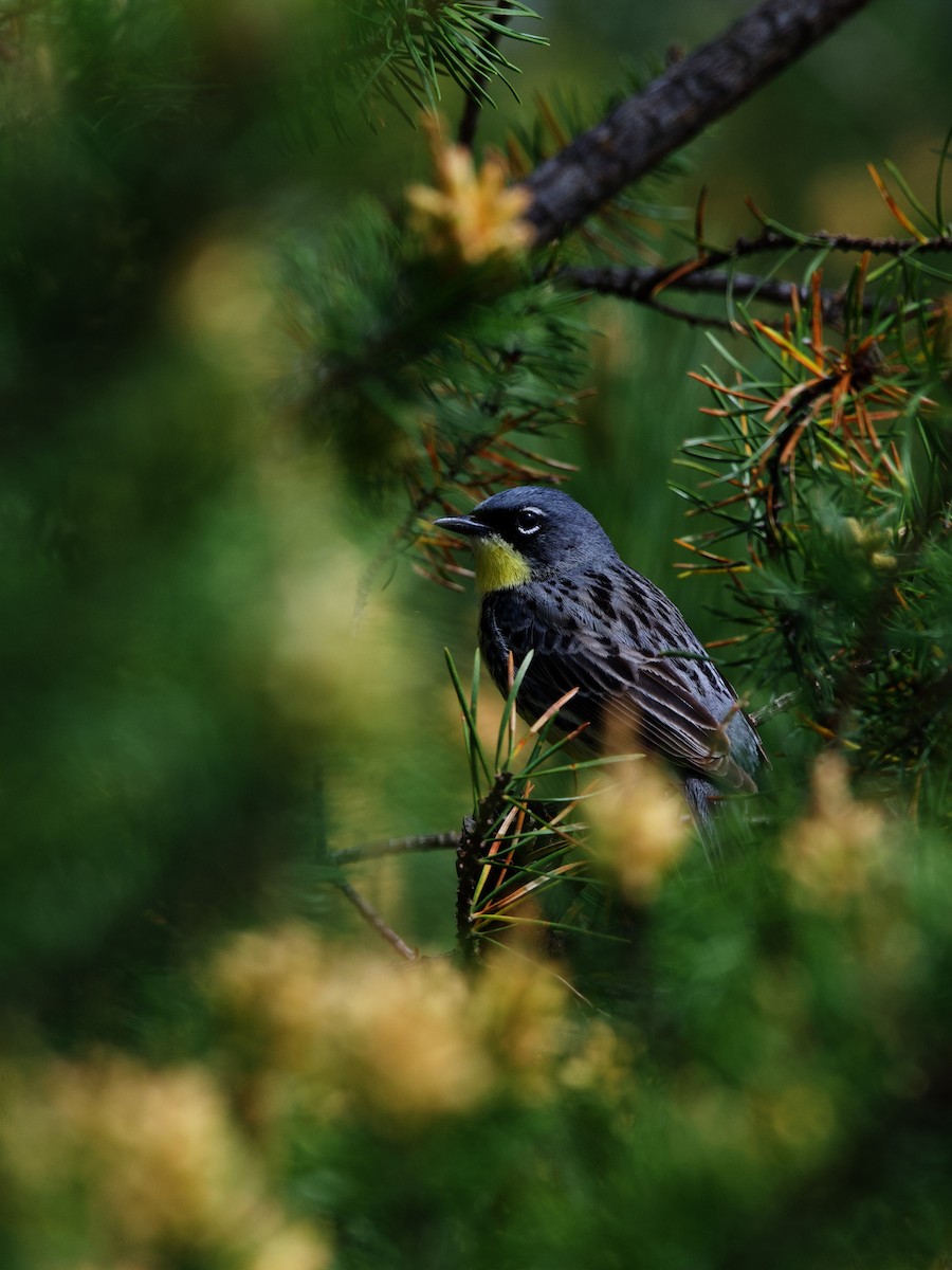 Kirtland's Warbler - Jason hs