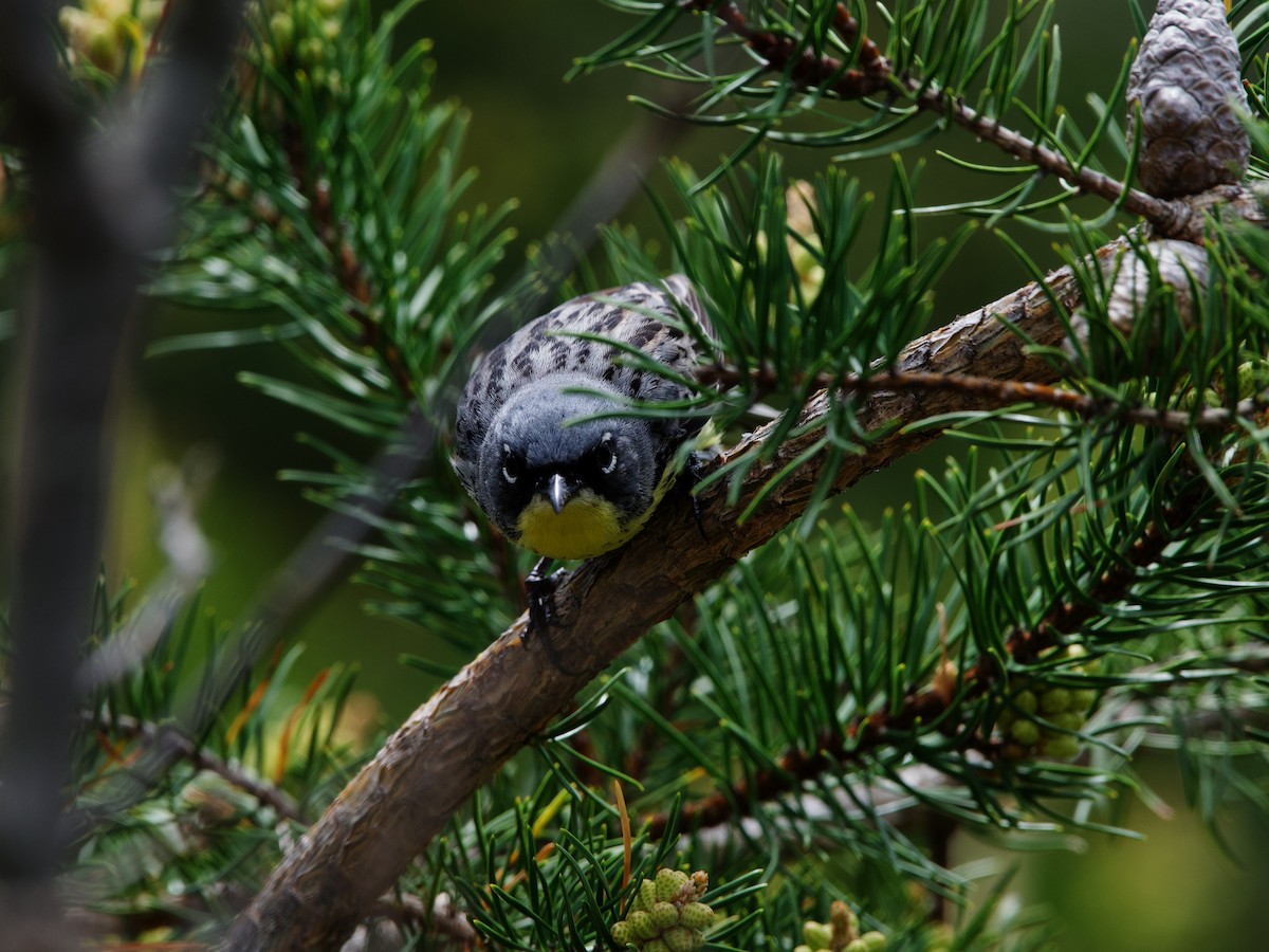 Kirtland's Warbler - ML622338053