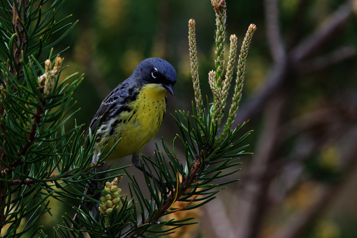 Kirtland's Warbler - ML622338054