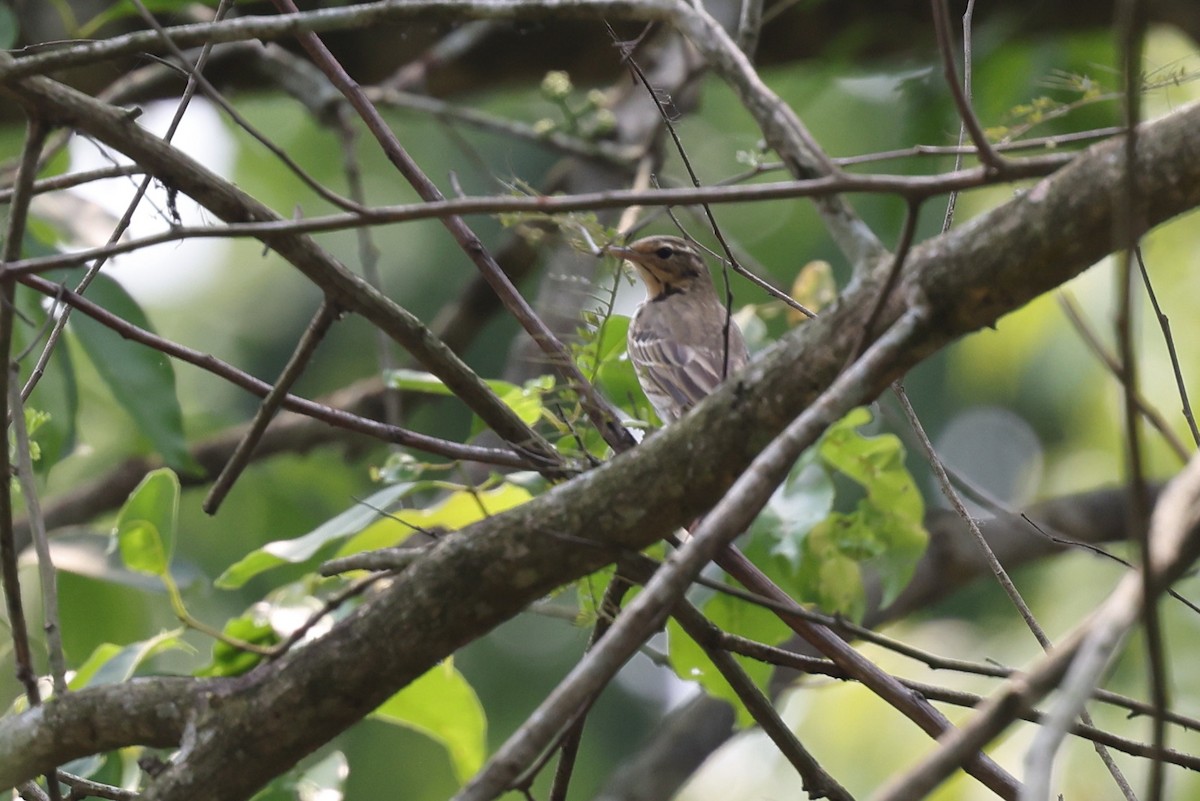 Olive-backed Pipit - ML622338058