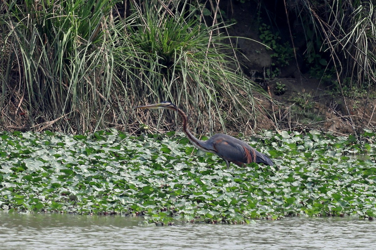 Purple Heron - ML622338063