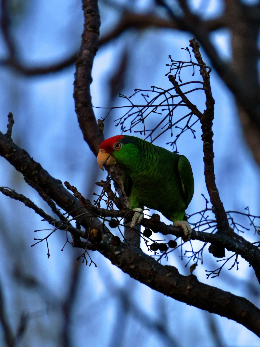 Red-crowned Parrot - ML622338068