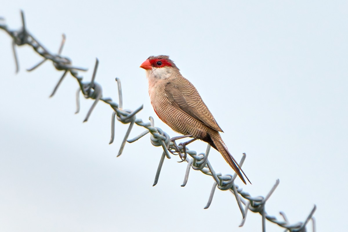 Common Waxbill - ML622338072