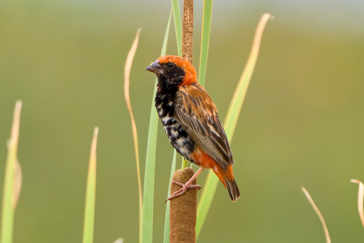 Zanzibar Red Bishop - ML622338074