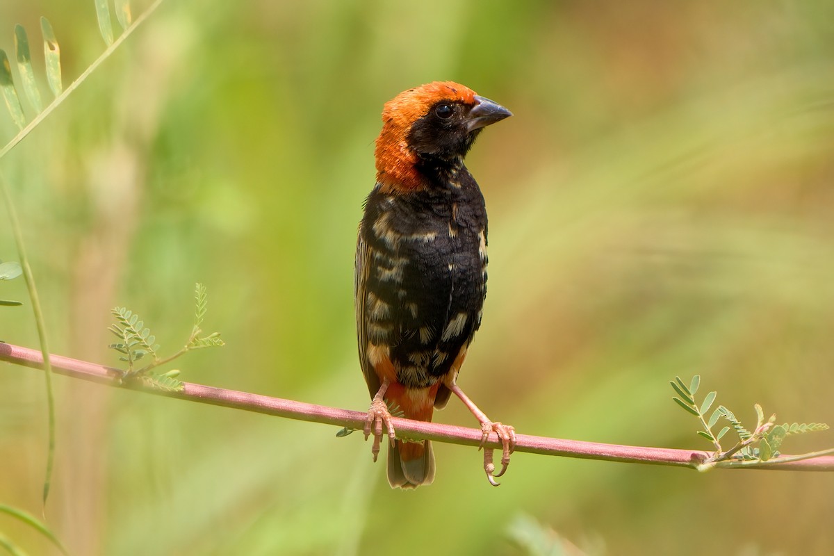 Zanzibar Red Bishop - ML622338077