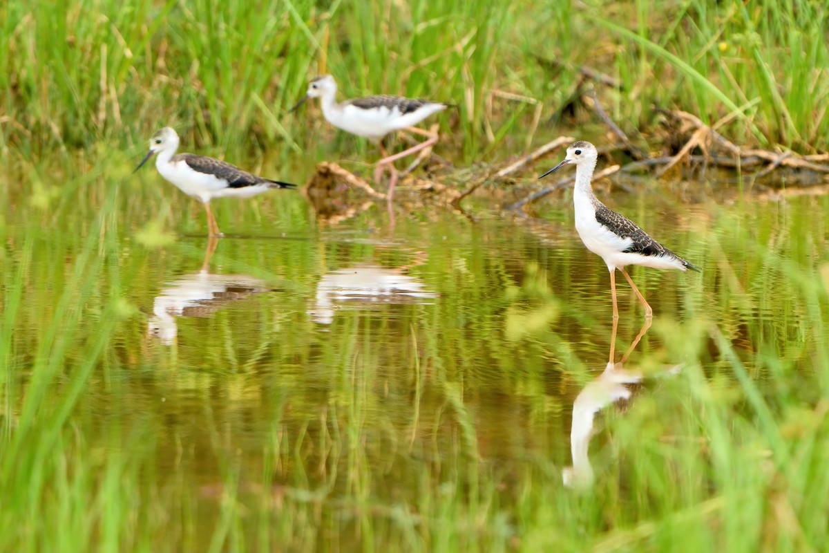 Black-winged Stilt - ML622338080