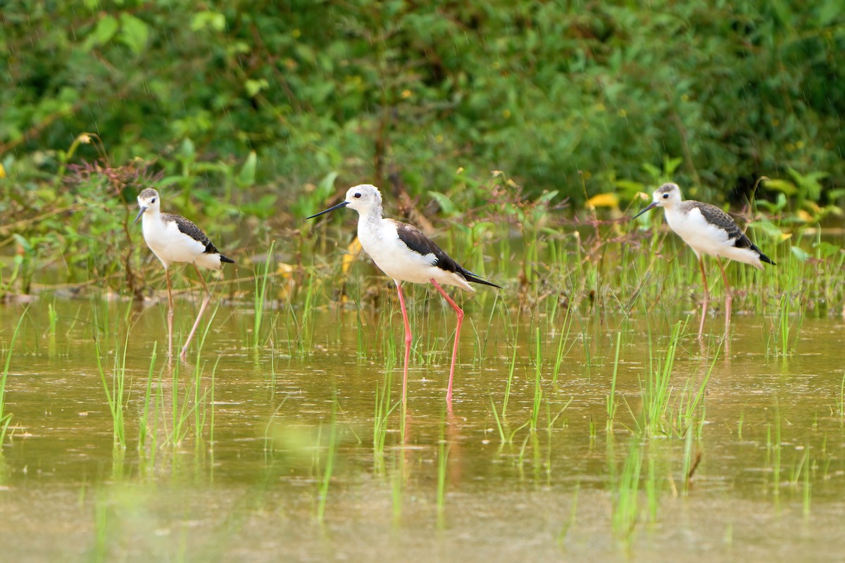 Black-winged Stilt - ML622338083