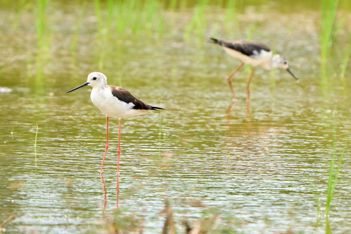 Black-winged Stilt - ML622338090