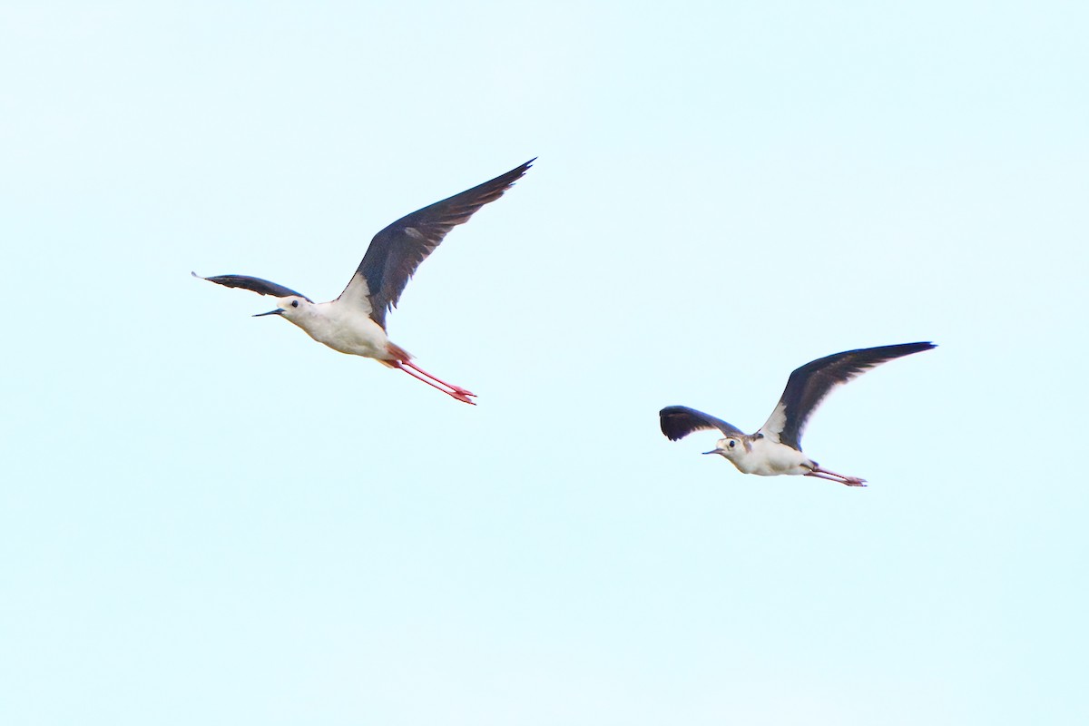 Black-winged Stilt - ML622338092