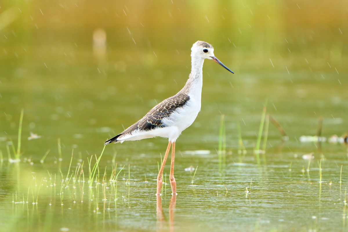 Black-winged Stilt - ML622338103