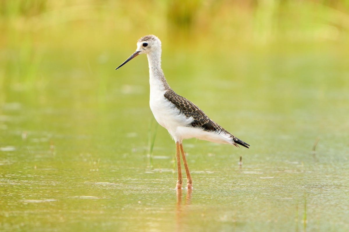 Black-winged Stilt - ML622338104