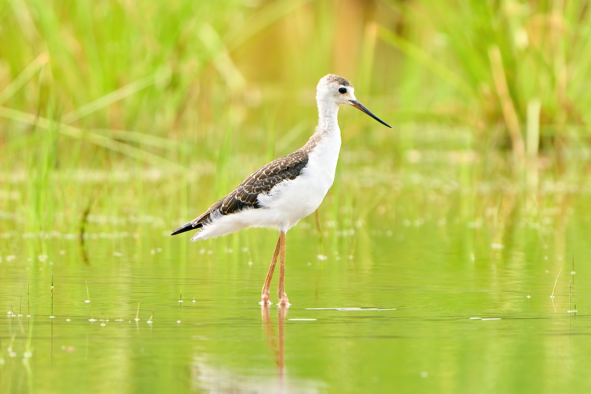 Black-winged Stilt - ML622338106