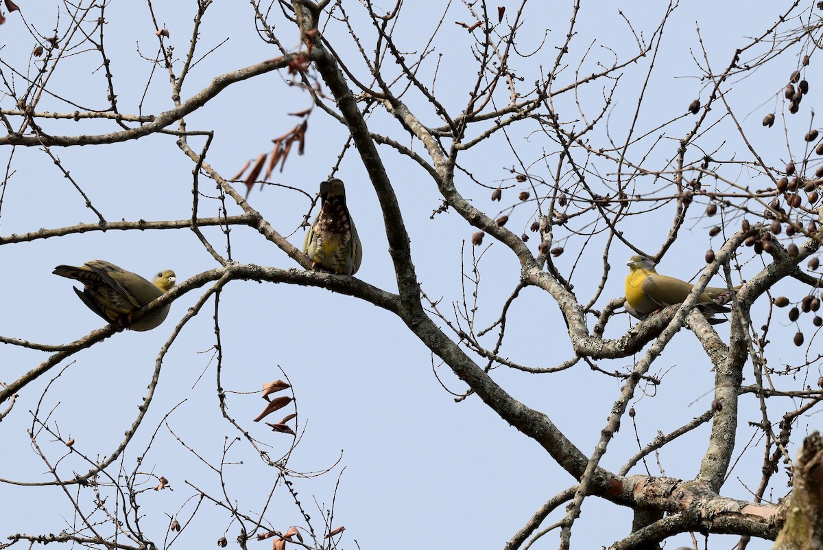 Yellow-footed Green-Pigeon - ML622338107