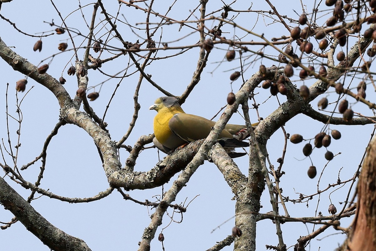 Yellow-footed Green-Pigeon - Stephen Gast