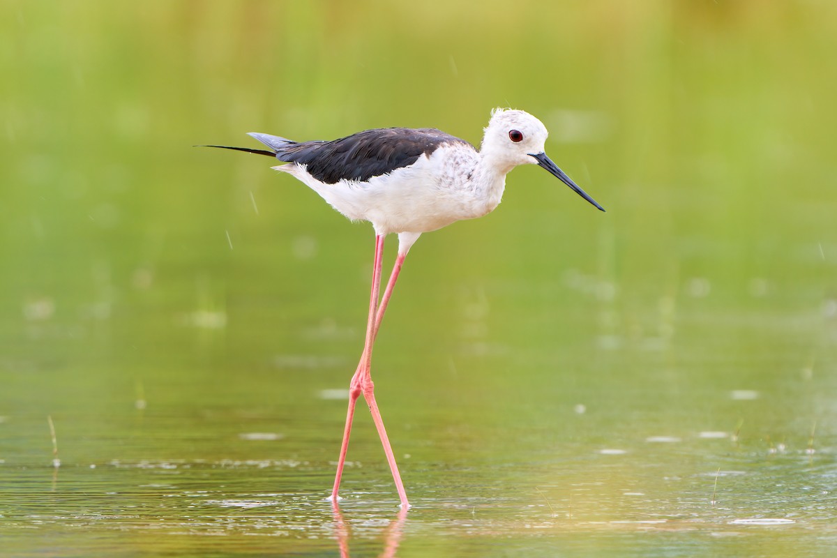 Black-winged Stilt - Yuh Woei Chong