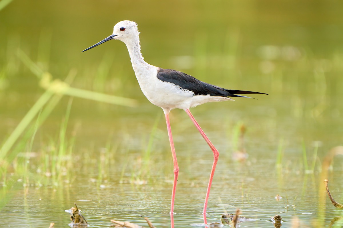 Black-winged Stilt - ML622338111