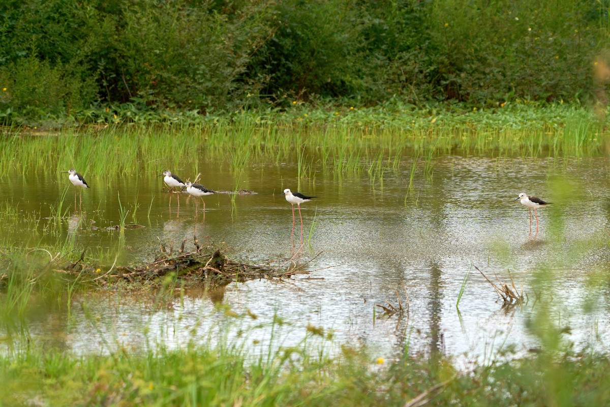 Black-winged Stilt - ML622338148