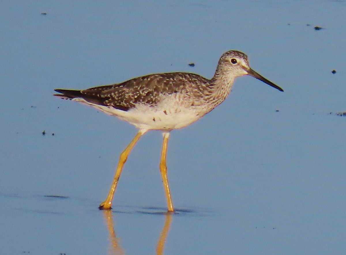 Greater Yellowlegs - ML622338197