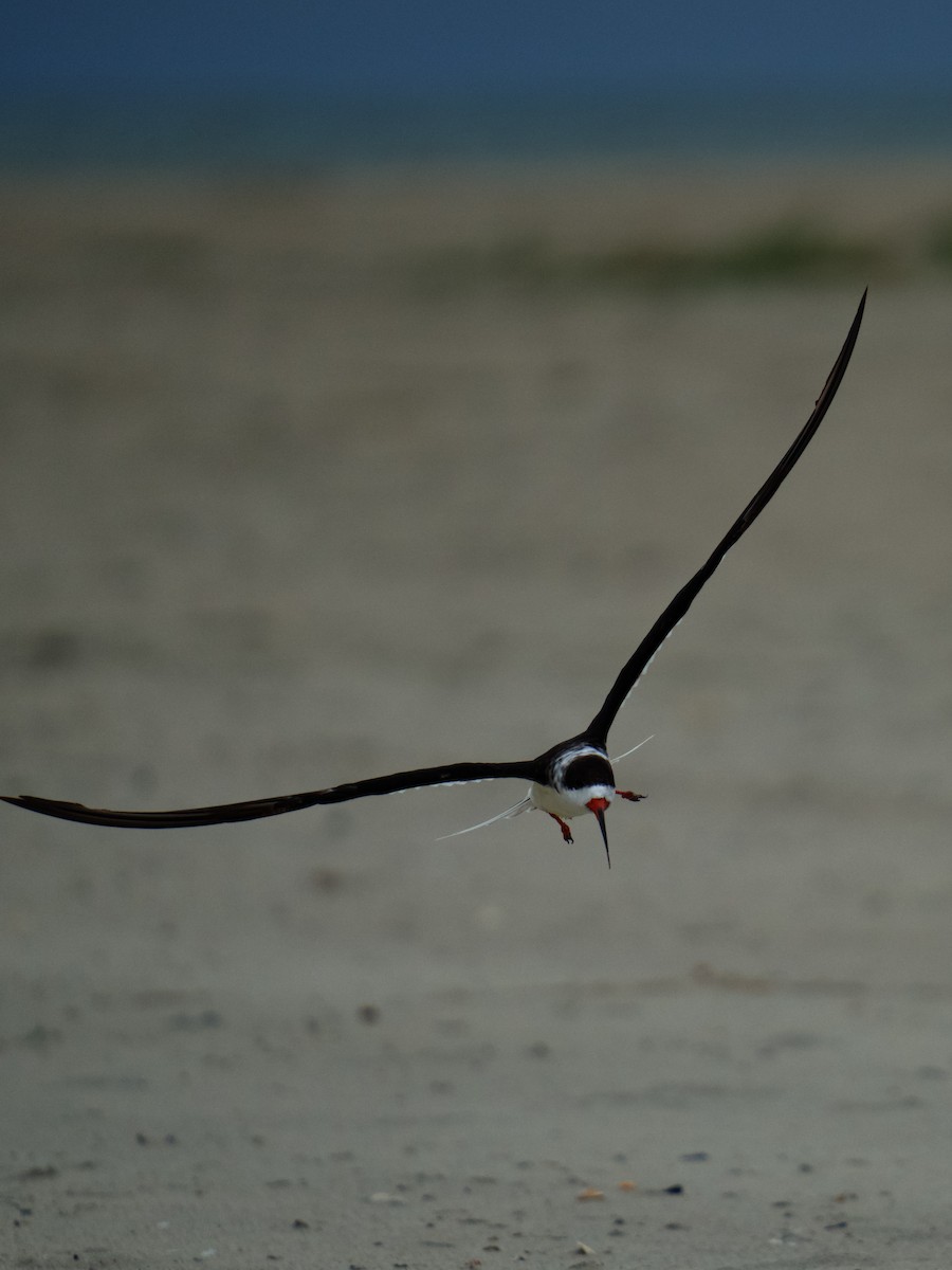 Black Skimmer - ML622338263