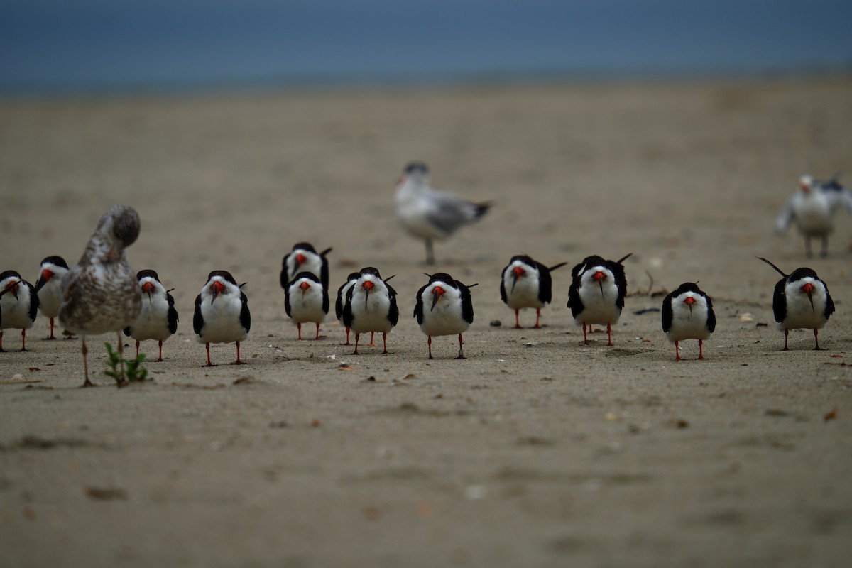 Black Skimmer - ML622338264