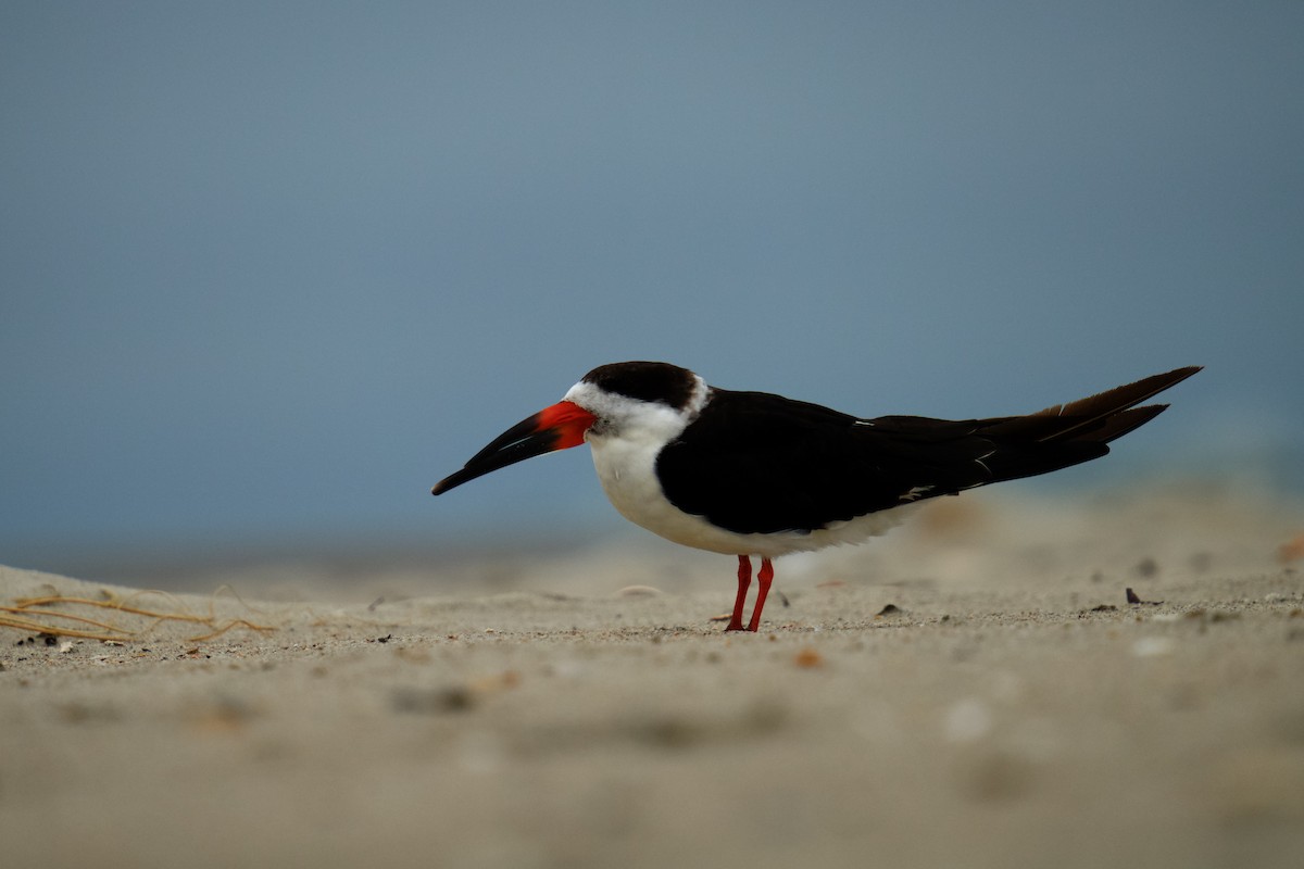 Black Skimmer - ML622338265